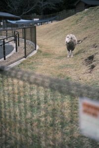 動物園の羊